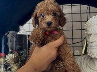 Red Brown Poodle Dişi Erkek Yavrular
