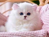 Patili Melek Silver British Longhair yavrumuz