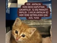 2.5 Aylık Sarman Acil Yuva