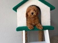 Poodle yavrularımız yeni ailerini bekliyor