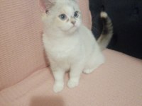 Yavru british shorthair kediler