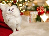Blh ns1233 erkek british longhair yavrumuz