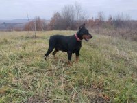 Siyah ve kızıl safkan doberman yavruları