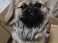 Pekinez dişi köpeğimiz 7 aylık