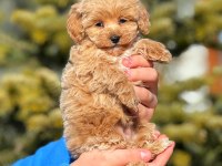 2.5 aylık erkek yavru Maltipoo
