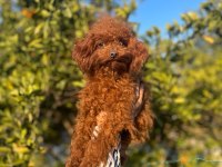 2 ve 9 aylık dişi red brown toy poodle yavrular