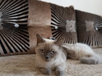 Şecereli british shorthair