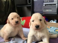 Golden Retriever Yavrular İstenirse Kapınıza Teslim