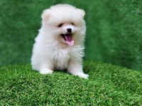 Pomeranian yavrular