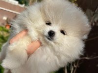 Sevimli pomeranian boo bebekler