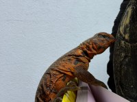 FATURALI EVRAKLI UROMASTYX