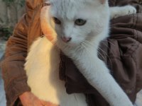 Ankara kedisi