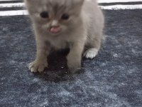 British shorthair minikler hazır