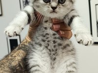 1 scottish fold ve 2 british longhair yavru kedilerim