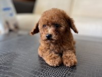 TOY POODLE YAVRU
