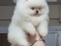 ÜST KALİTE TEACUP AYICIK YÜZ POMERANİAN BOO ERKEK