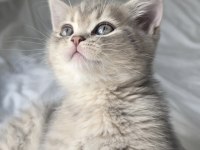 Bal Gibi British Longhair Bebekler Aile Arıyor