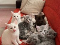 Bakmadan Geçmeyin British Shorthair Yavrularımıza