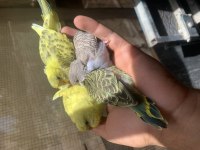 Rengarenk Jumbo Ve Yerli Muhabbet Kuşlar
