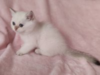 Şafkan British Shorthair