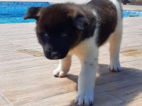 Amerikan Akita Inu Yavruları