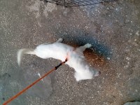Maremma çoban köpeği