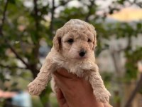 Sevimli Maltipoo köpekler