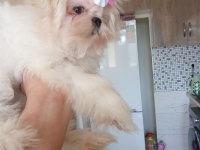 Anne baba orijinal Kore kan şecereli Maltese bebekler