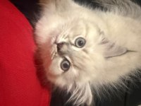 Muhteşem Güzellik British Shorthair Blue point bebekler