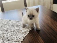 Temiz Irk Safkan British Shorthair Yavrular