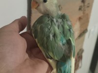 Sevda Papağanı 2 Aylık