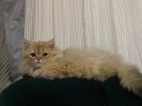 Tek Kalan 3 Aylık Kedim