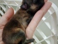 FCI Şecereli Mini Teacup Pomeranian Erkek Yavrular