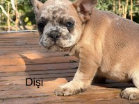2 aylık üst kalite french bulldog bebekler