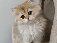 Ny 12 yavru british longhair kedilerimiz