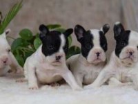 Elit Patiler Farkıyla French Bulldog Yavrular