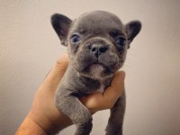 Irk Standartlarında Blue Mavi Gözlü French Bulldog Yavrular