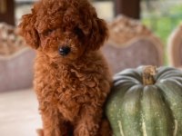 Sakarya Toy Poodle