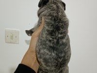 HAMBURGER SURAT PUG YAVRULARI