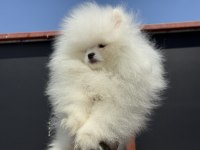Petmode köpek çiftliğinden tea cup pomeranian