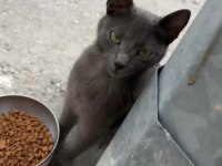 RUSSİAN BLUE TATLI MI TATLI KEDİMİZ