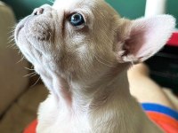 Balıkesir Kaliteli French Bulldog Yavrular