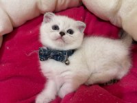 Scottish Fold Erkek Yavrumuza Yuva Uyguna