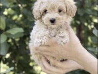Toy Poodle Köpeğimiz