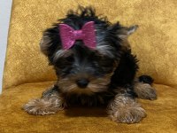 3 aylık dişi yorkshire terrier yavrular