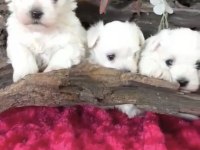 MALTESE BEBEK KÖPEKLER