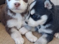 SAFKAN A KALİTE TAM MASKE MAVİGÖZ HUSKY YAVRULAR