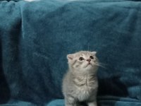 2 Aylık Kırık Kulak Scottish Fold