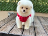 Yavru pomeranian boo