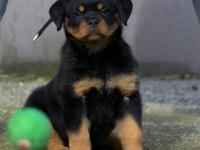 Rottweiler bebekler sağlık ve ırk garantili teslim